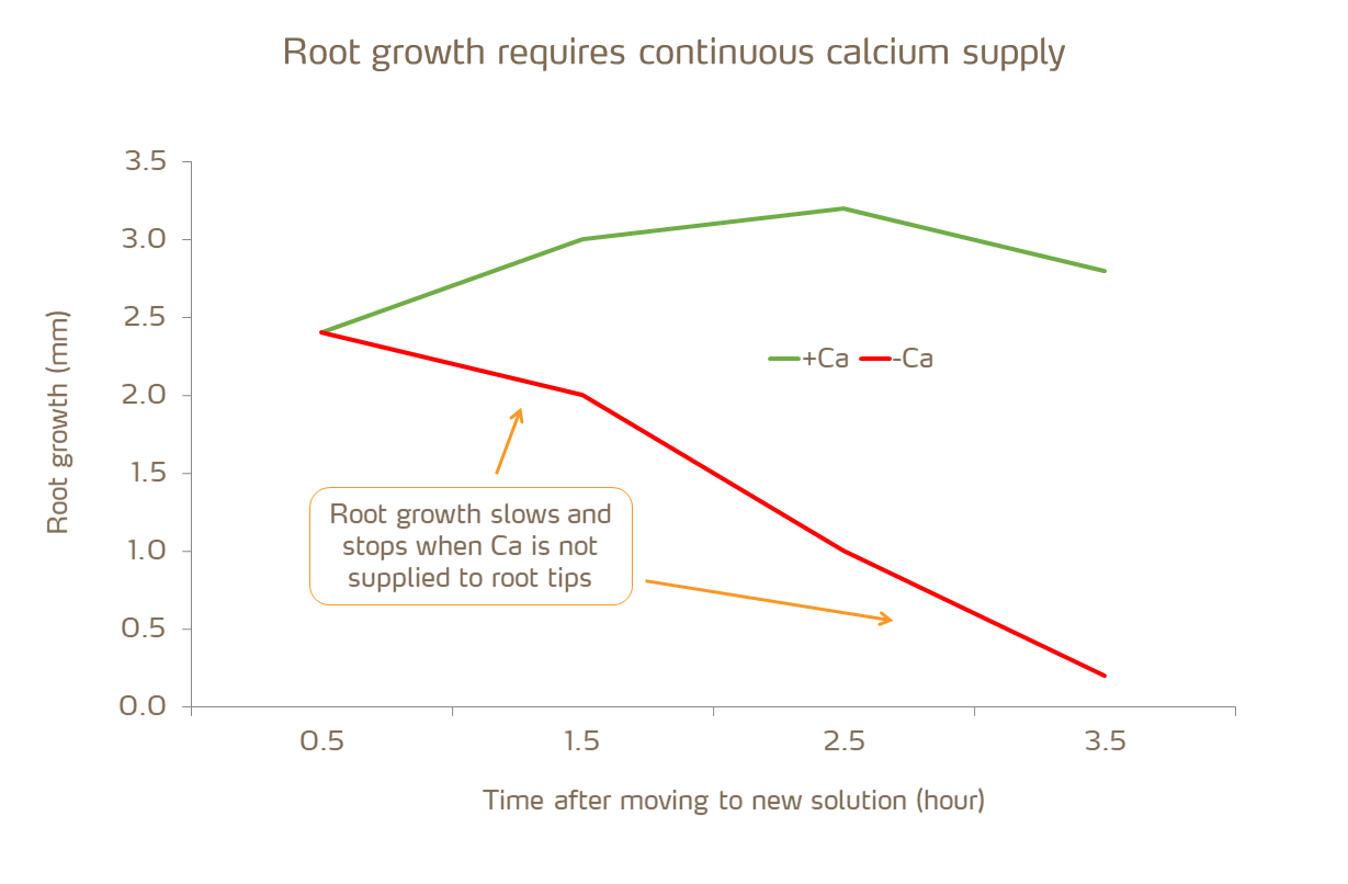 root health