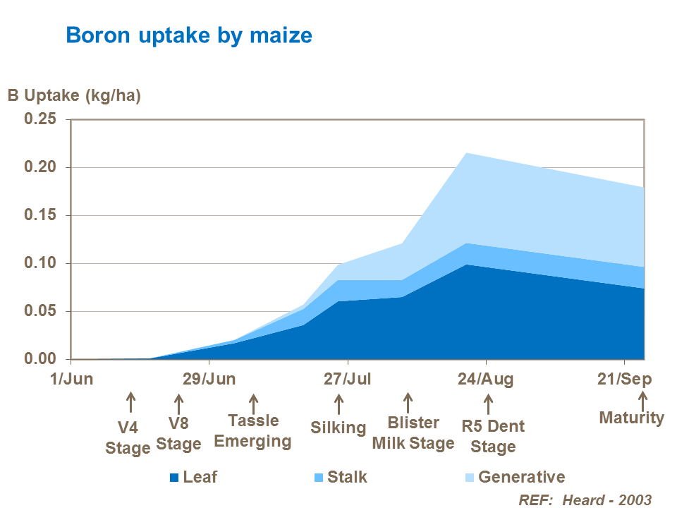 Boron uptake in maize by growth stage