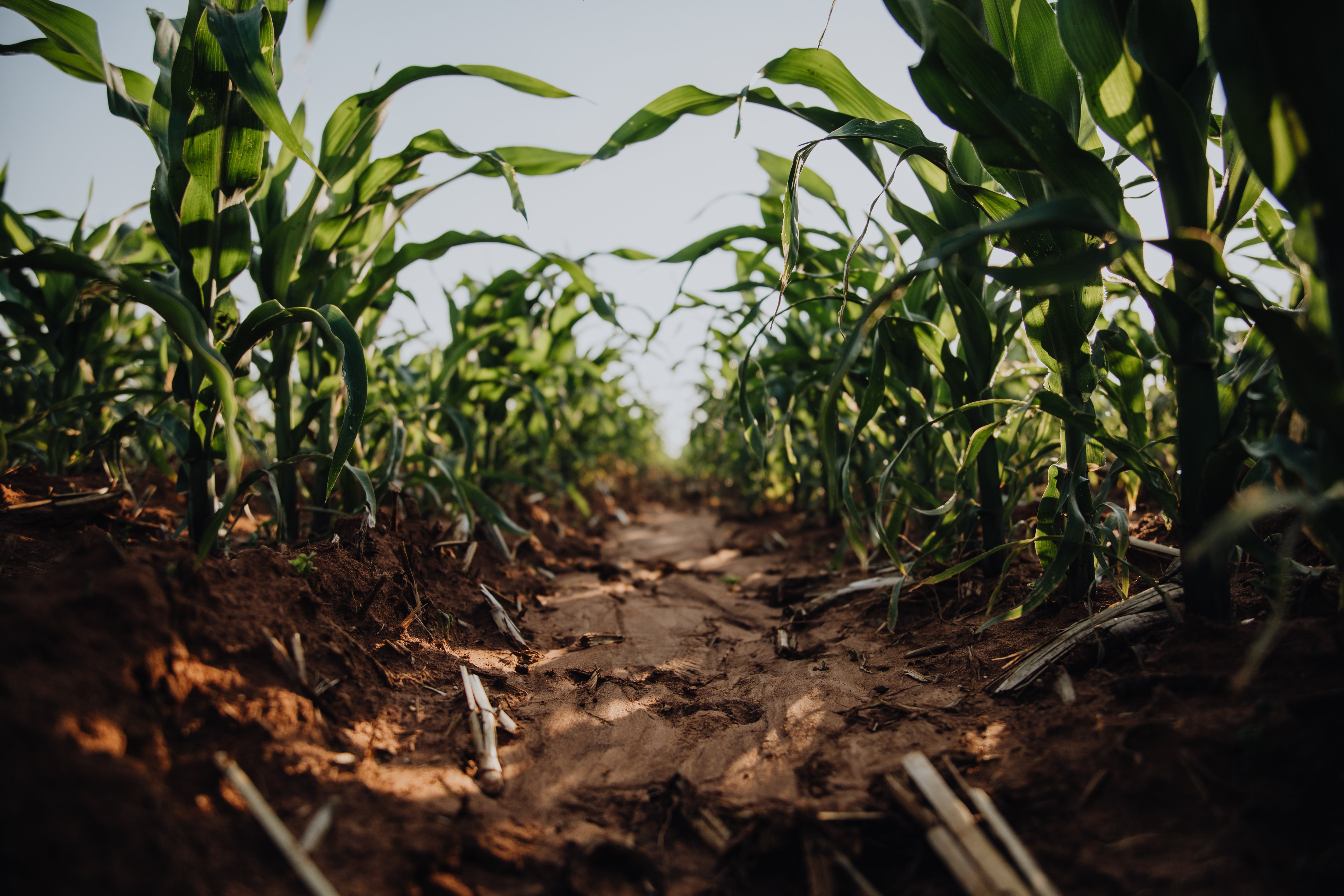 How to increase your maize yield