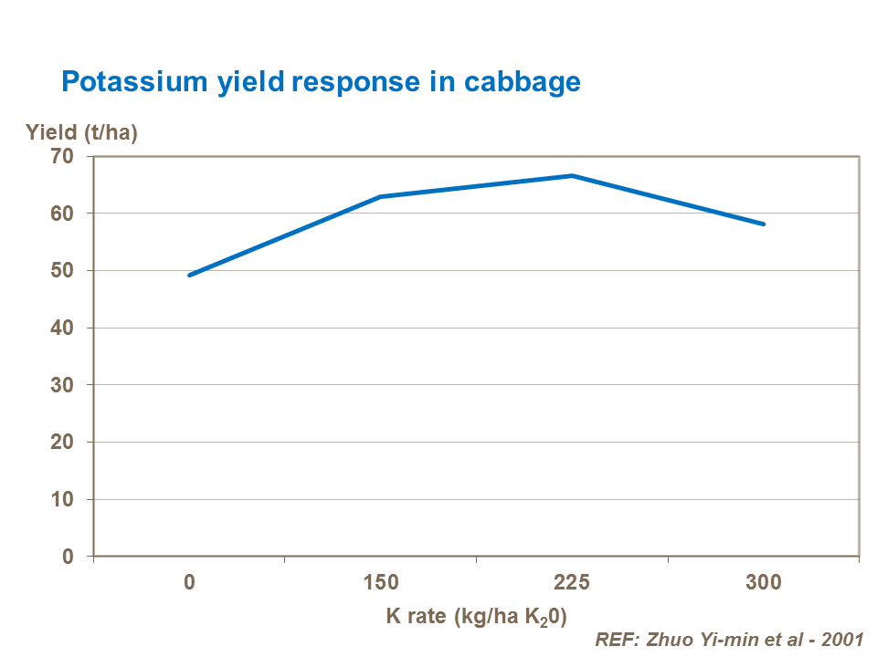 Potassium yield response in cabbage