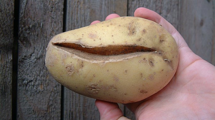 Un arrosage excessif peut entra&icirc;ner le fendillement des tubercules.