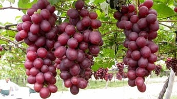 How to increase table grape yield