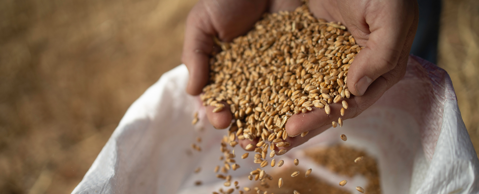 Wheat crop nutrition