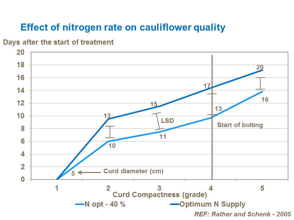 Effect of nitrogen rate on cauliflower quality